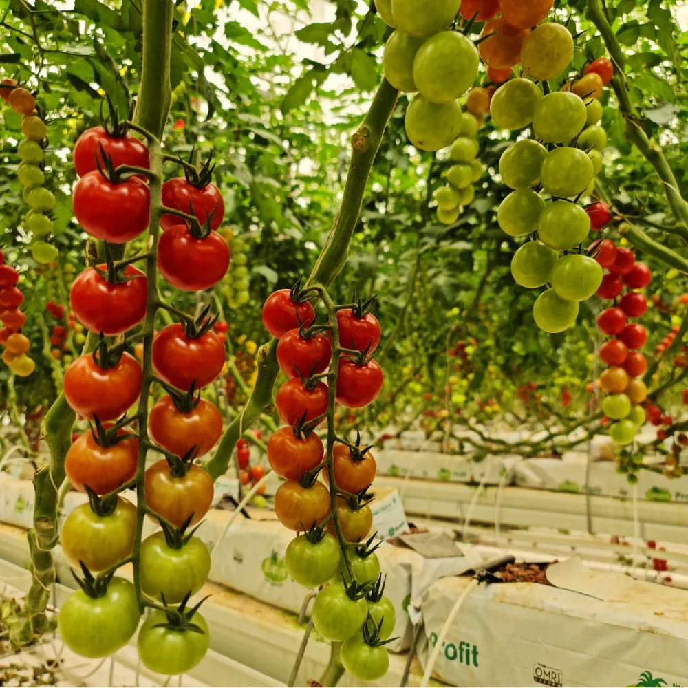 Rows of tomatoes in a DAVA greenhouse