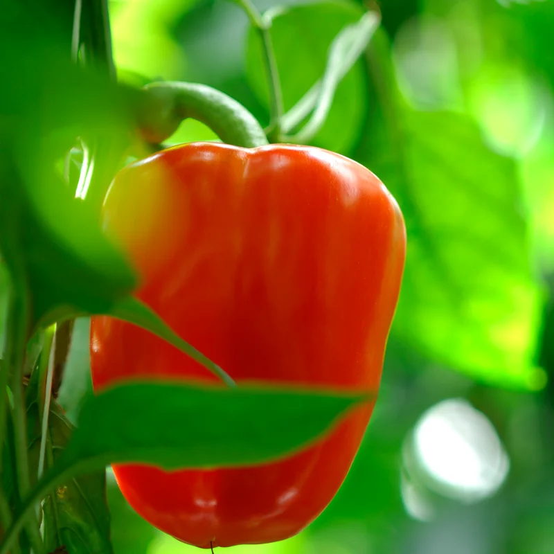 Peppers growing in the greenhouse