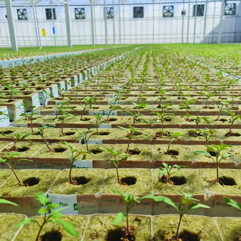 DAVA greenhouses and produce