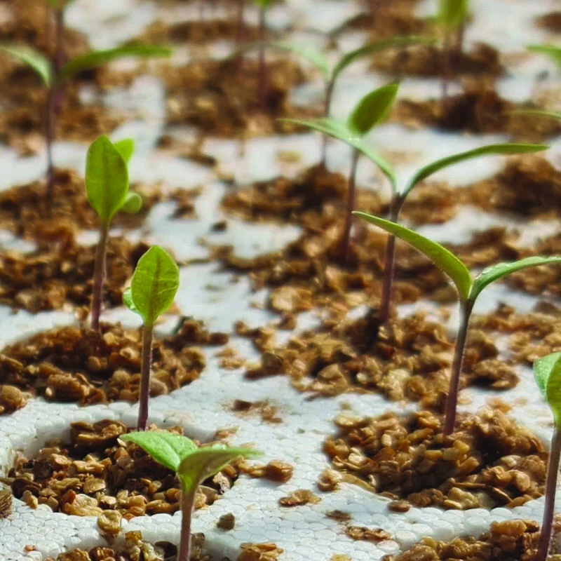 Leafy greens grown hydroponically